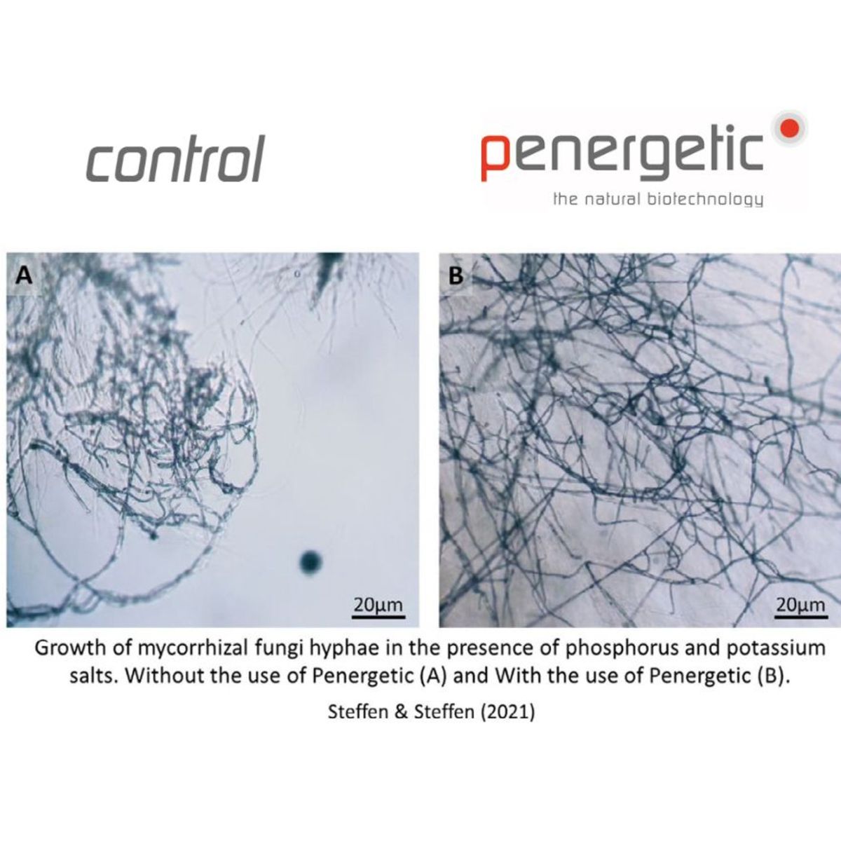 comparison AMF with and without Penergetic in presence of salts (fertilizer)