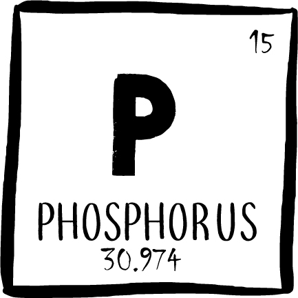 Mikroorganismen zur Verbesserung des Phosphorgehalts