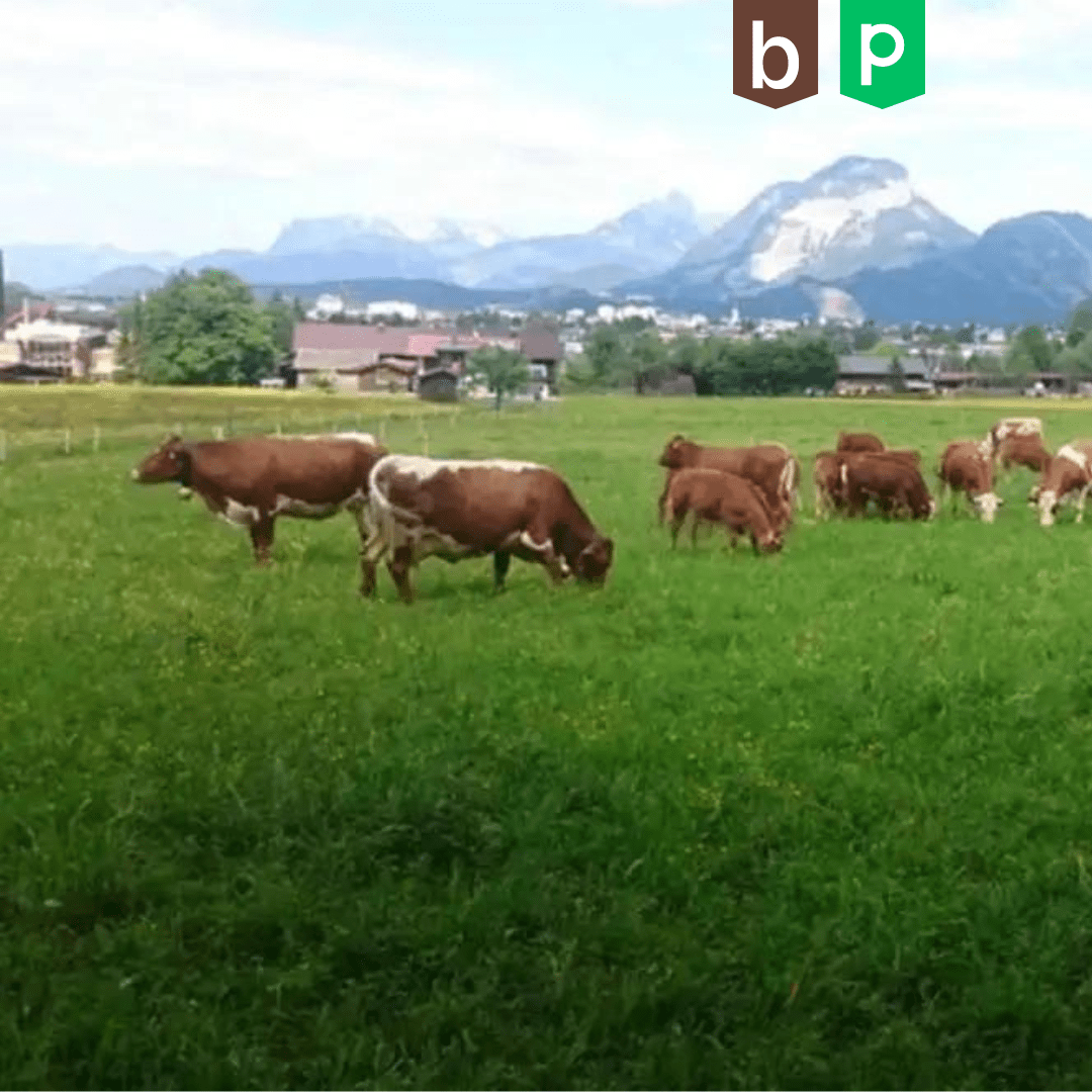 77% Phosphorzunahme dank penergetic: Langzeitauswertung bei Anwendung auf Wiesen