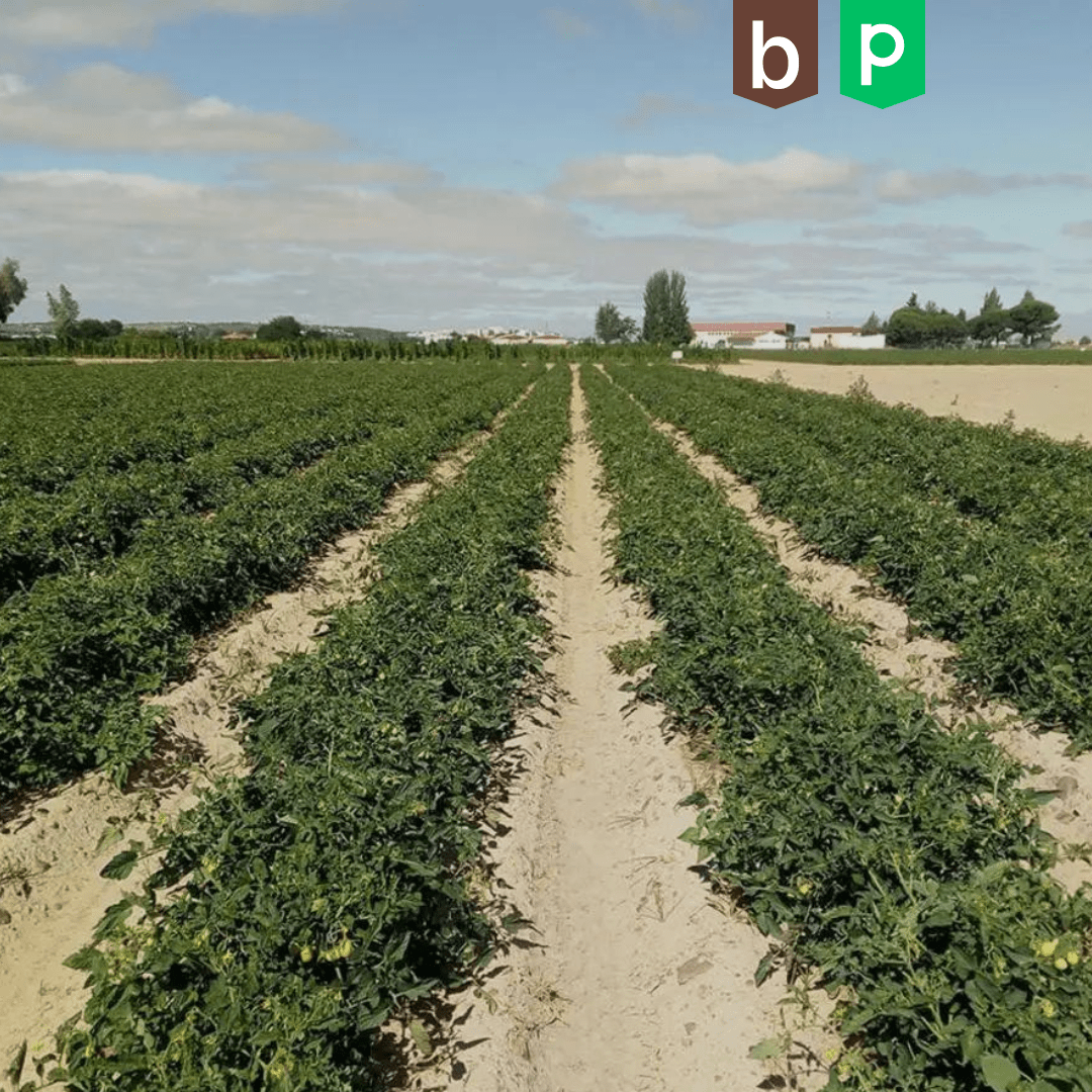 CTAEX-Studie: 20% weniger Dünger bei Tomaten ohne Ertragsverlust.