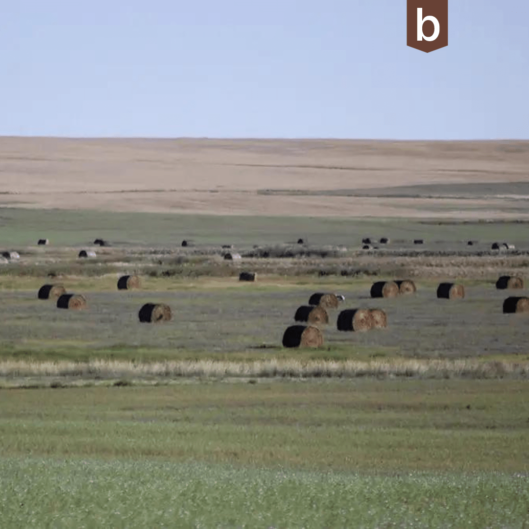 Schlechter alkalischer Boden verwandelt sich in fruchtbares Feld